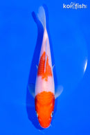 6.5" NIDAN KOHAKU