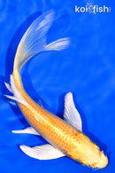 6.75" YAMABUKI OGON BUTTERFLY