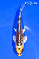 5.5" ARAGOKE BENI KIKOKURYU