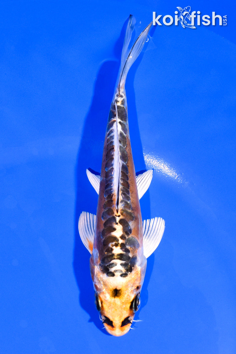 5.5" ARAGOKE BENI KIKOKURYU