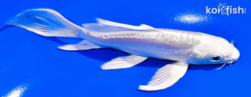 5.5" DOITSU PLATINUM OGON BUTTERFLY