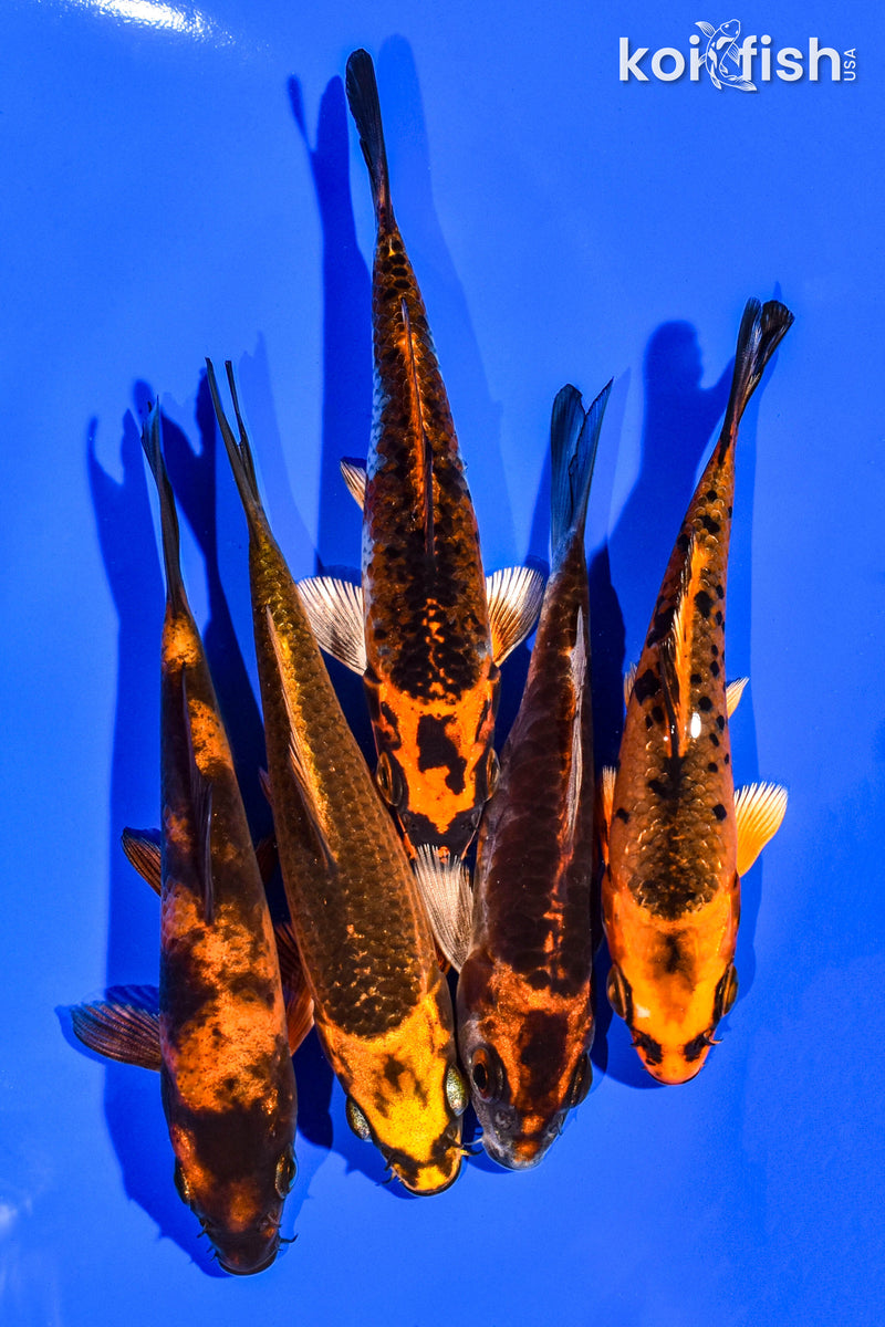 PACK OF (5) 4-5" STANDARD KOI