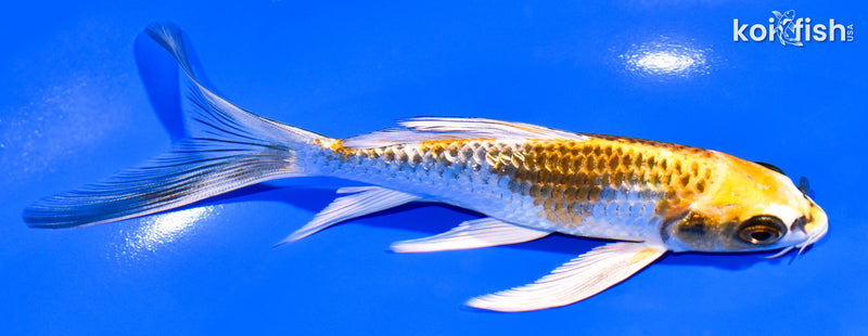 6" GINRIN KUJAKU BUTTERFLY