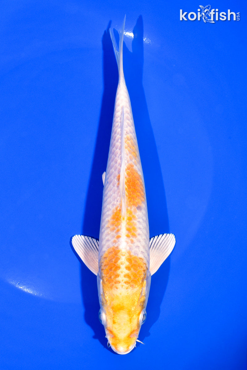 7.5" HARIWAKE