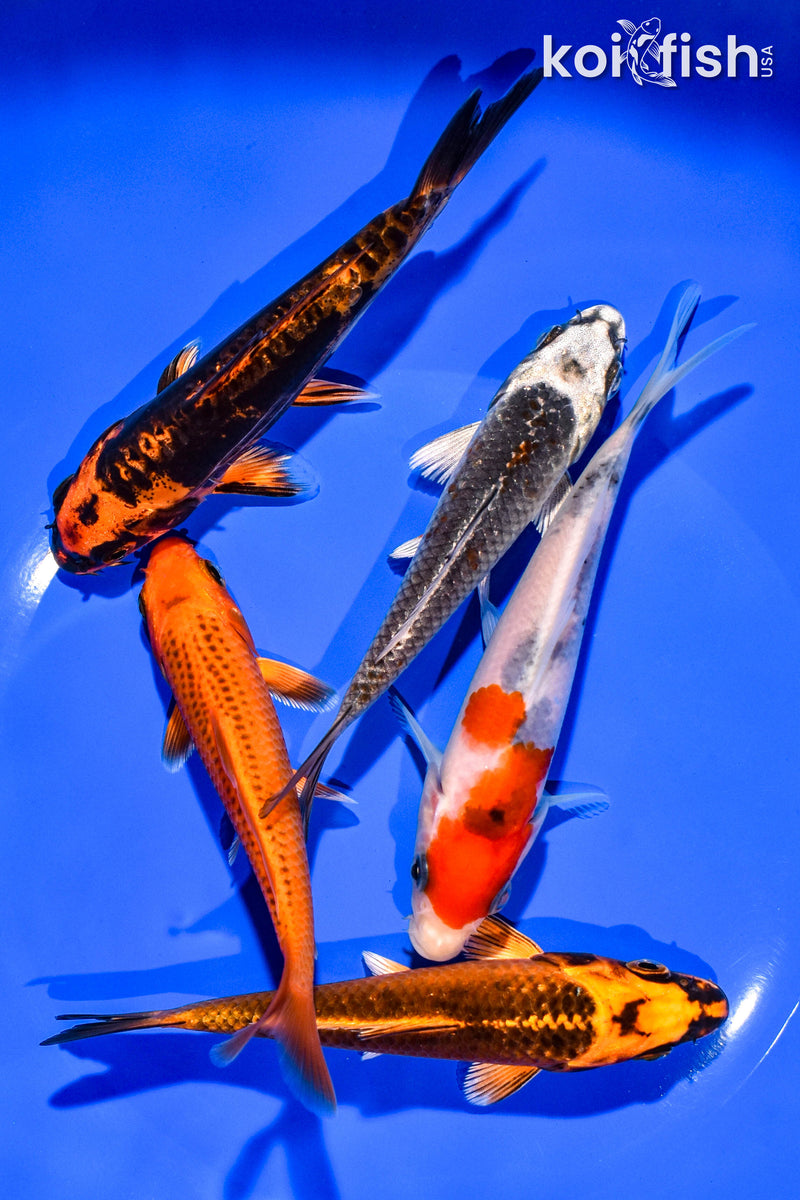 PACK OF (5) 4-5" STANDARD KOI