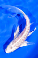 6" ARAGOKE PLATINUM OGON BUTTERFLY