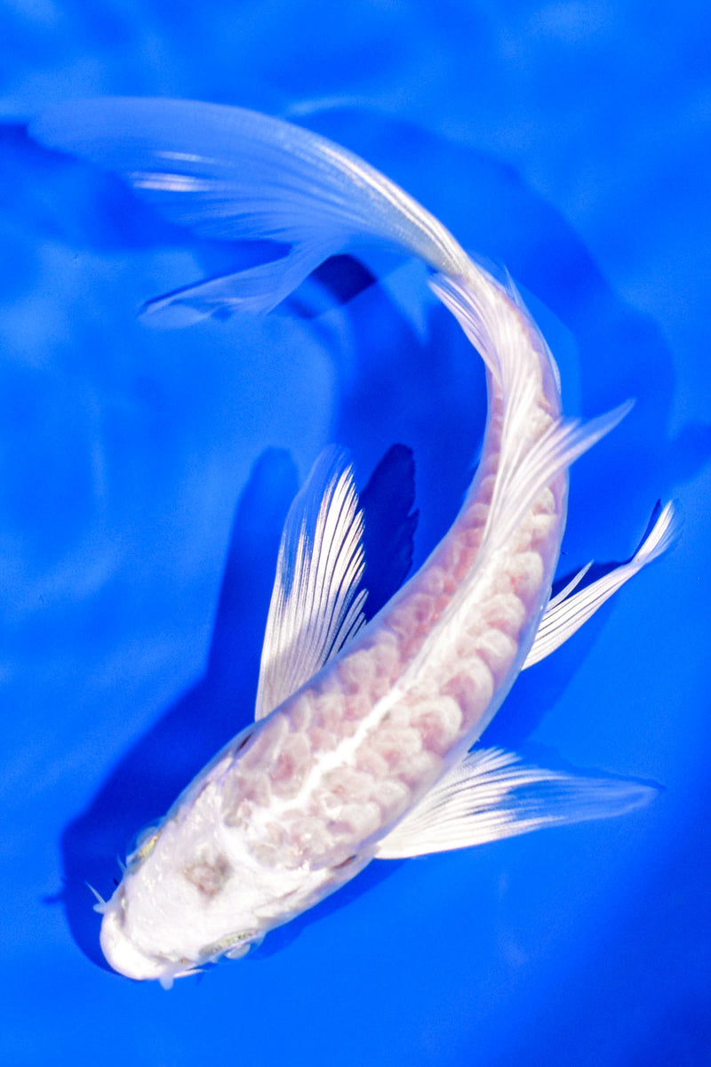 6" ARAGOKE PLATINUM OGON BUTTERFLY