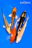 PACK OF (5) 3-4" MIXED STANDARD KOI