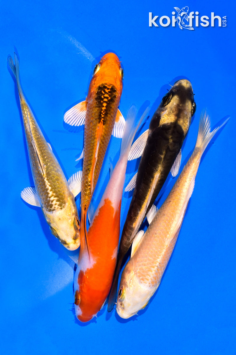PACK OF (5) 3-4" MIXED STANDARD KOI
