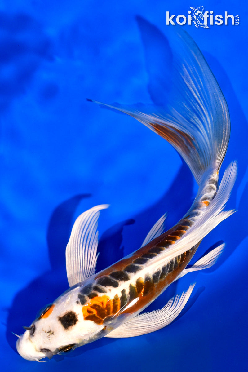 7" ARAGOKE KUJAKU BUTTERFLY