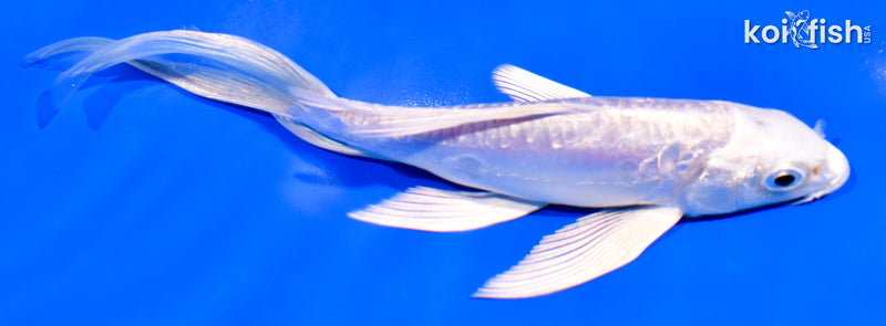 6.5" GINRIN ARAGOKE PLATINUM OGON BUTTERFLY