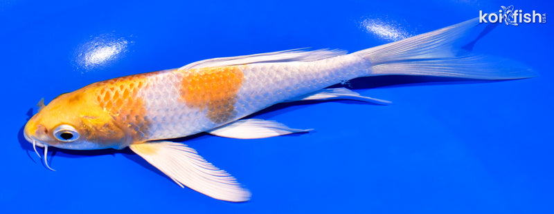 7.25" HARIWAKE BUTTERFLY