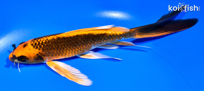 6" ORENJI MATSUBA BUTTERFLY