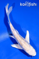 5" GINRIN PLATINUM OGON BUTTERFLY