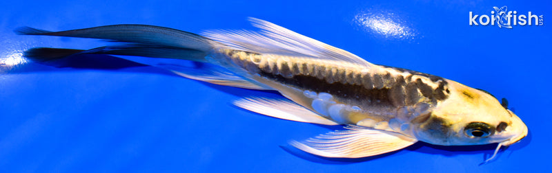 6" ARAGOKE KIN KIKOKURYU BUTTERFLY