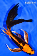 7.25" DOITSU ORENJI MATSUBA BUTTERFLY