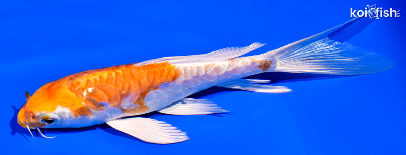5.75" ARAGOKE KIKUSUI BUTTERFLY