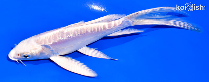 6" ARAGOKE PLATINUM OGON BUTTERFLY