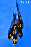 PACK OF (4) 4-5" KABUTO KOI