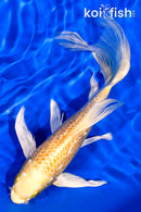 7.75" GINRIN YAMABUKI OGON BUTTERFLY