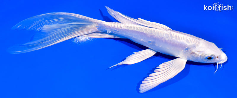8.25" DOITSU PLATINUM OGON BUTTERFLY