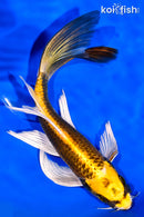 7.5" KI MATSUBA BUTTERFLY