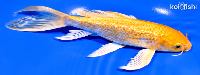 7.75" GINRIN YAMABUKI OGON BUTTERFLY