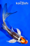 4.25" BENI KIKOKURYU BUTTERFLY