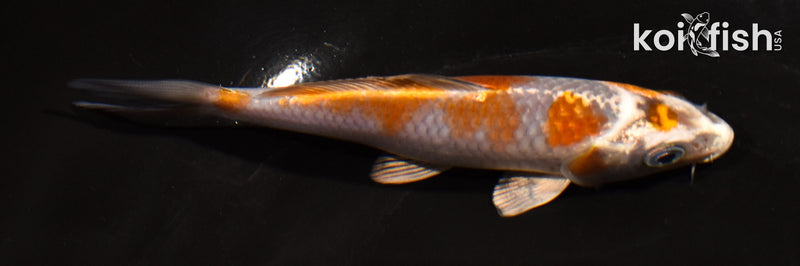 5" BENI GINGA