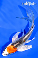 5.25" KUJAKU BUTTERFLY