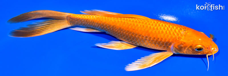 7.5" ORENJI OGON BUTTERFLY