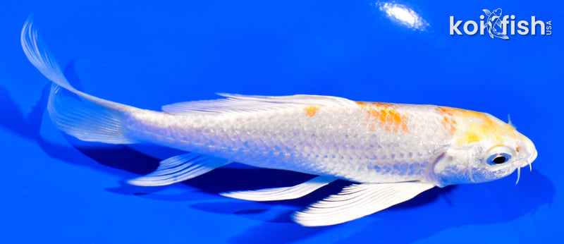 5.25" HARIWAKE BUTTERFLY