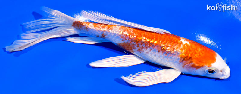 7" GINRIN HARIWAKE BUTTERFLY