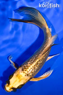 5.25" GINRIN KI MATSUBA BUTTERFLY