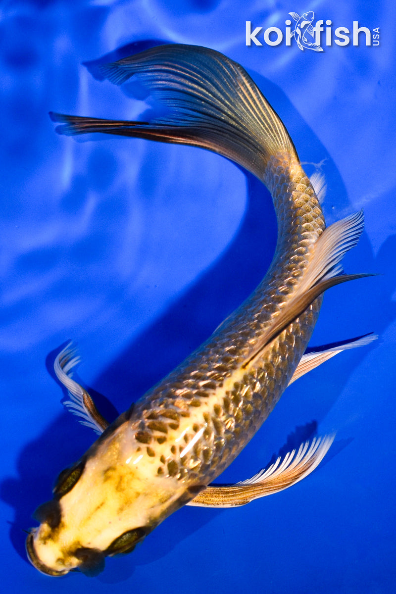 5.25" GINRIN KI MATSUBA BUTTERFLY