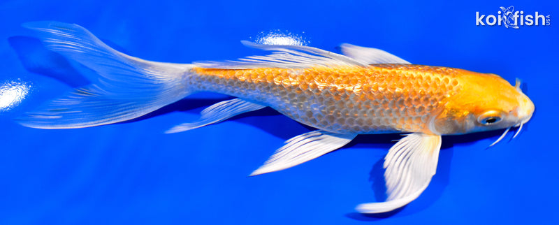 6.75" GINRIN HARIWAKE BUTTERFLY