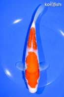 8" GINRIN NIDAN KOHAKU