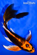 7.25" ORENJI MATSUBA BUTTERFLY