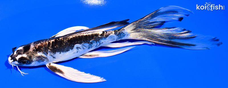 6.5" KIKOKURYU BUTTERFLY