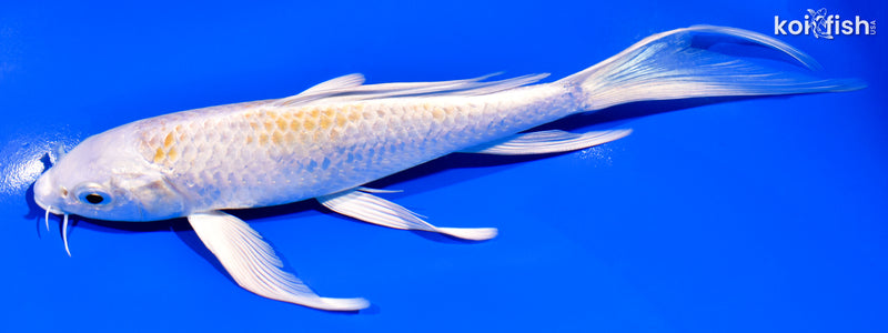 7.75" LEMON HARIWAKE BUTTERFLY