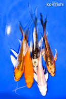 PACK OF (5) 5-6" BUTTERFLY KOI