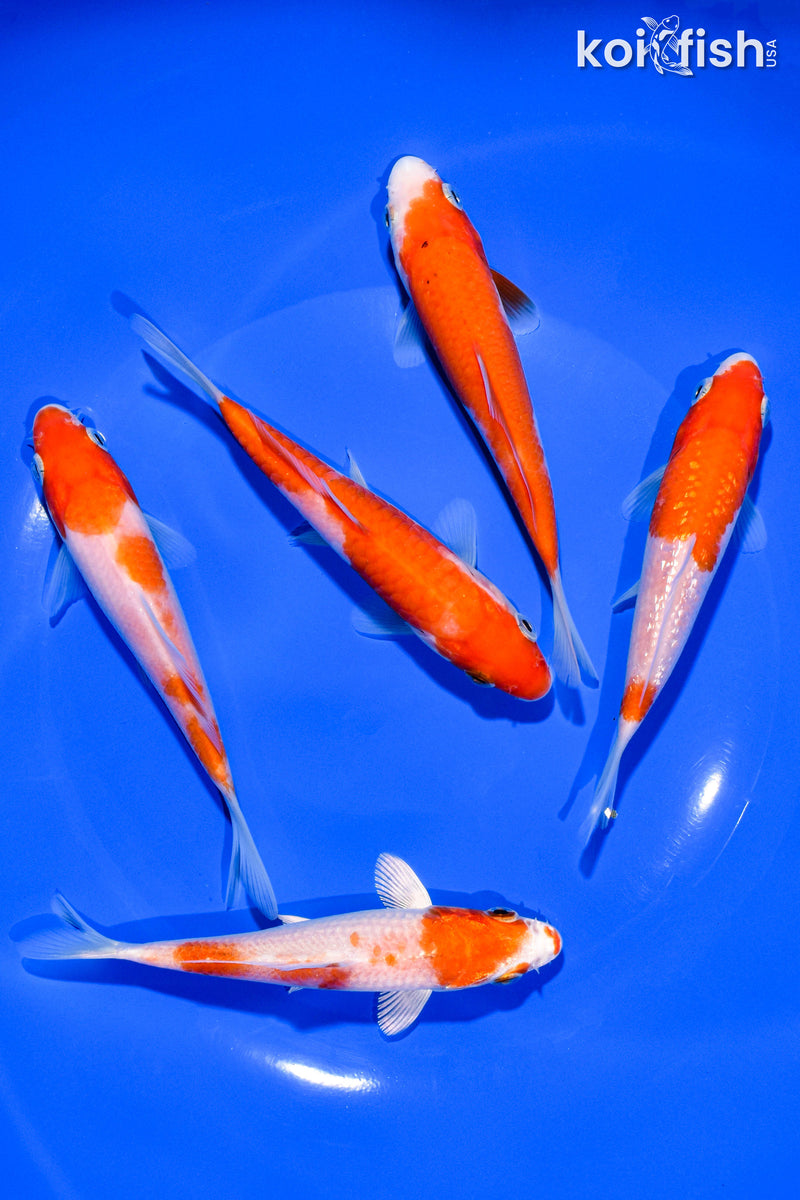 PACK OF (5) 4-5" STANDARD KOI