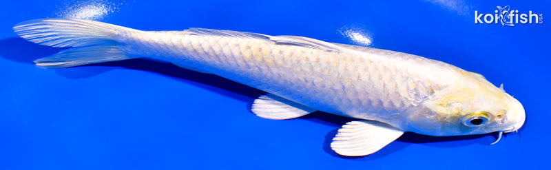 7" LEMON HARIWAKE