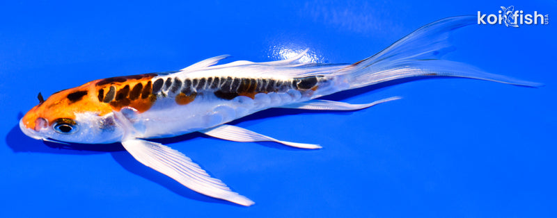 6" BENI KIKOKURYU BUTTERFLY