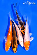 PACK OF (5) 3-4" MIXED STANDARD KOI