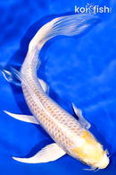 7.75" LEMON HARIWAKE BUTTERFLY