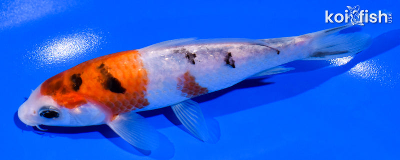 5.5" SANKE
