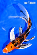 8.25" HEISEI NISHIKI BUTTERFLY