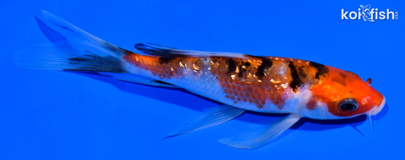 5.75" GINRIN SANKE BUTTERFLY
