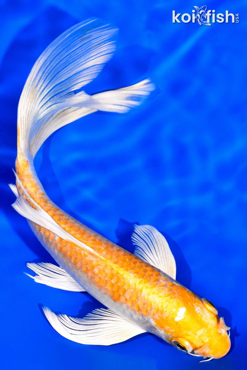7.25" HARIWAKE BUTTERFLY
